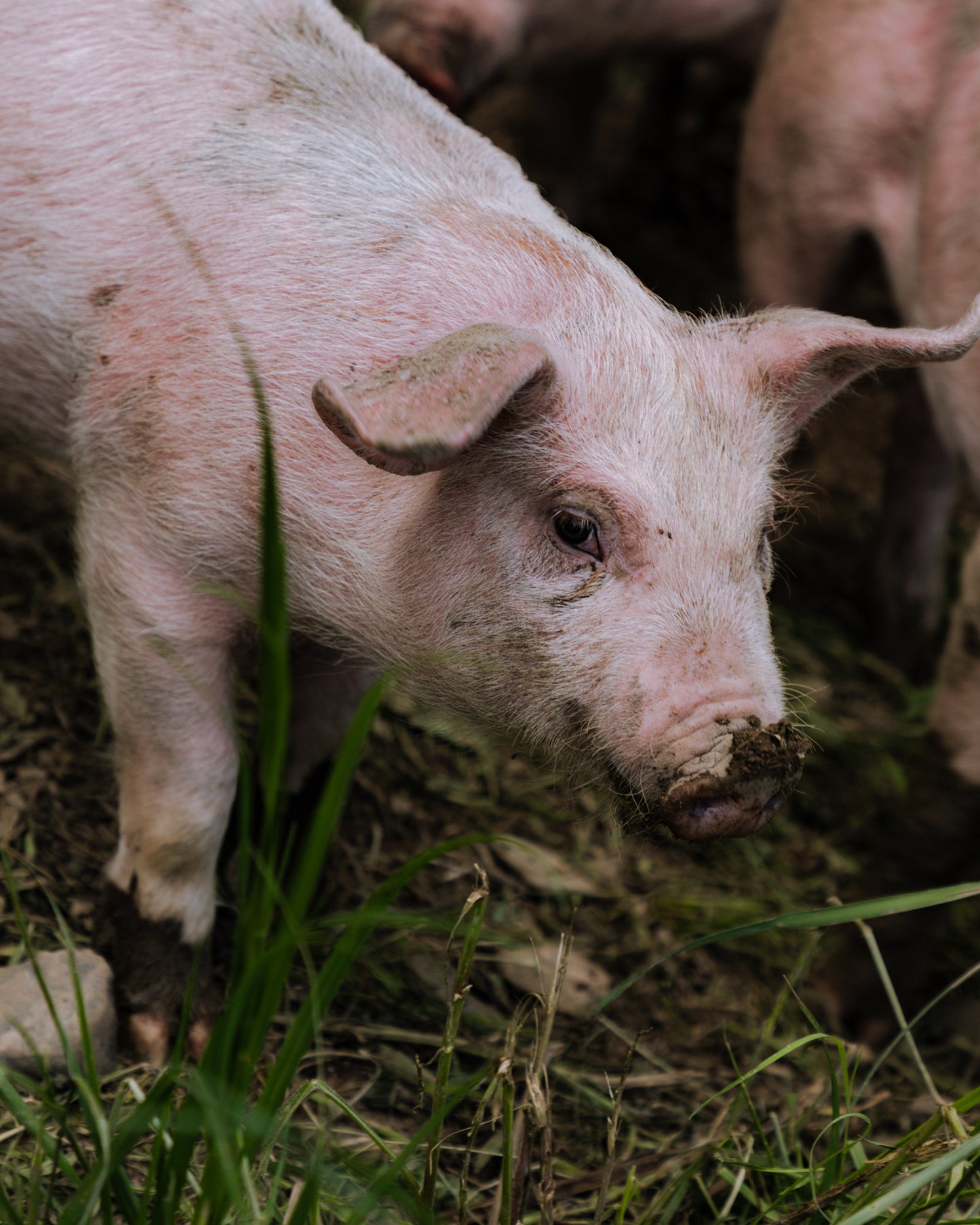 2025 HALF HOG