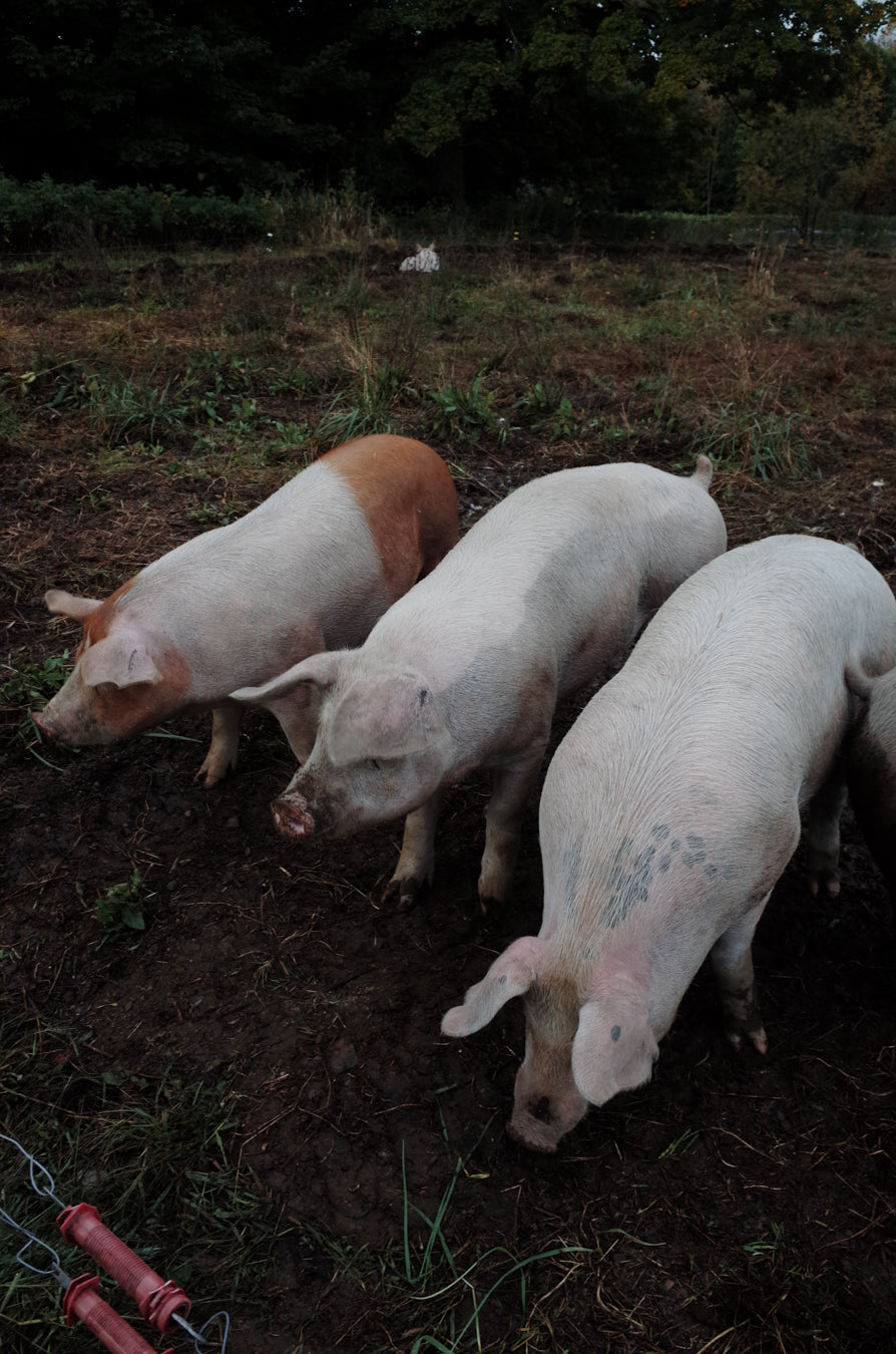 2025 DEMI COCHON