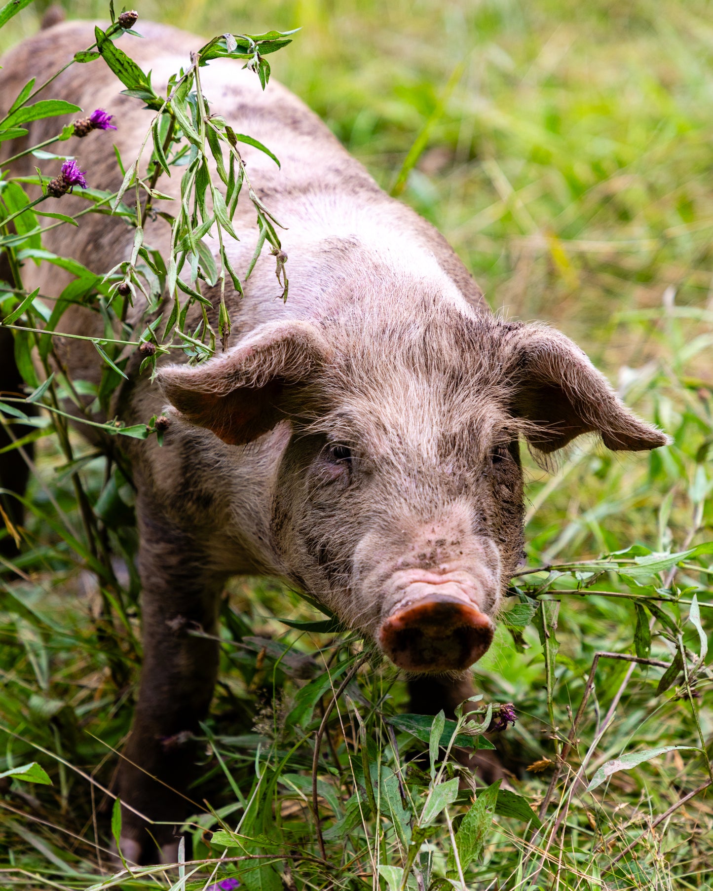 2025 DEMI COCHON
