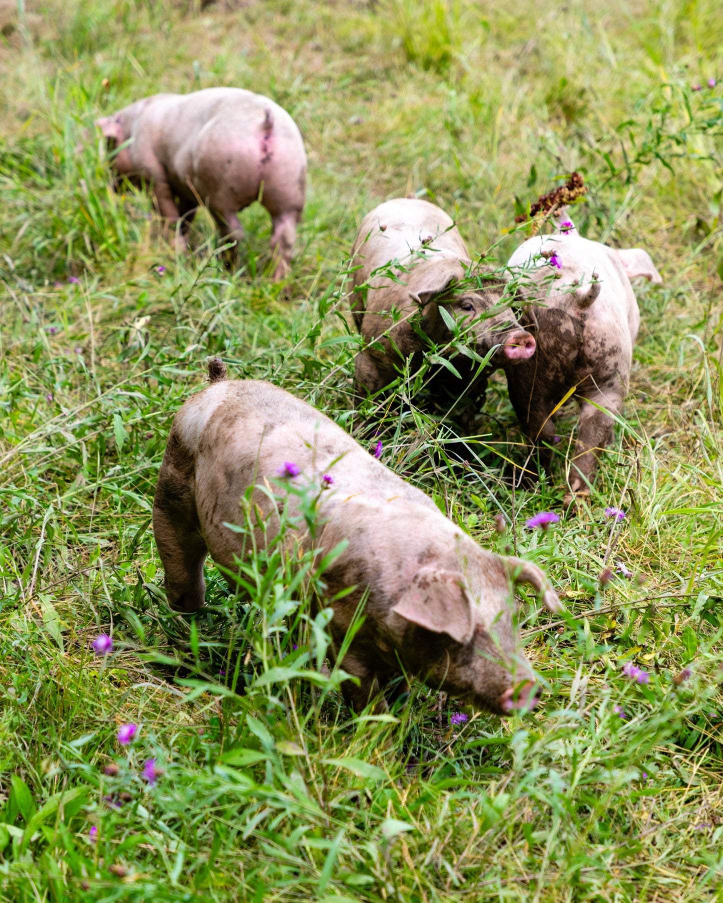 2025 DEMI COCHON