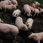2025 HALF HOG