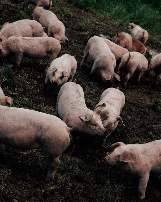 2025 HALF HOG