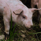 2025 HALF HOG